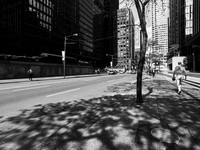 Under the Canopy Along Wellington Street