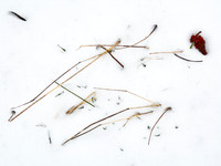 Panicles in Snow 4