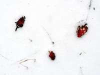 Panicles in Snow 7