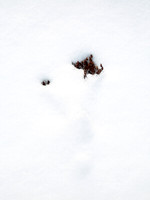 Panicles in Snow 11