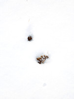 Panicles in Snow 9