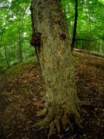 March Through the Entwood 12