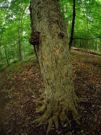 March Through the Entwood 12