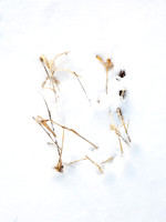 Panicles in Snow 10