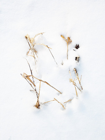Panicles in Snow 10