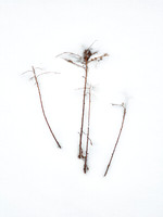 Panicles in Snow 15