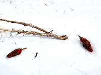 Panicles in Snow 5