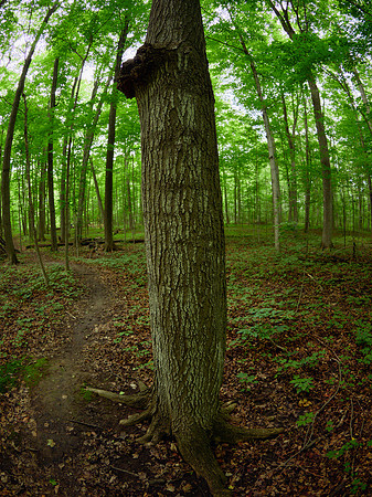 March Through the Entwood 13