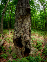 March Through the Entwood 11