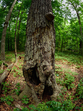 March Through the Entwood 11