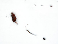 Panicles in Snow 1