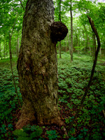 March Through the Entwood 4