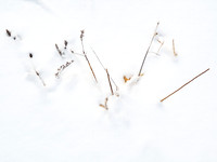 Panicles in Snow 12