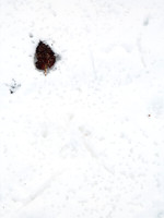 Panicles in Snow 8