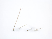 Panicles in Snow 16