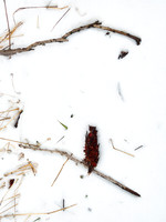 Panicles in Snow 2
