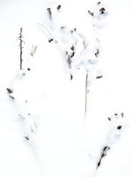 Panicles in Snow 13