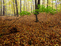 Meadowvale Station Woods Fall 9