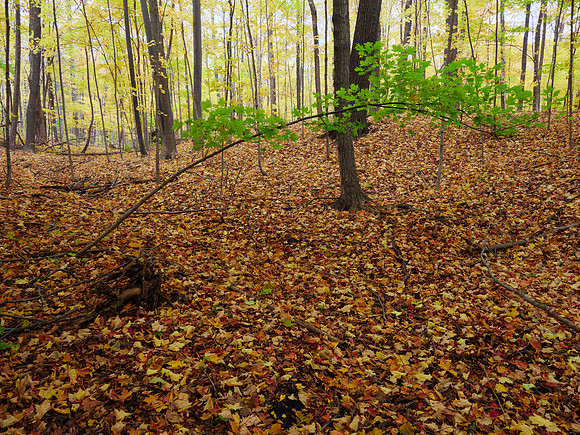 Meadowvale Station Woods Fall 9