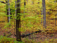 Meadowvale Station Woods Fall 7