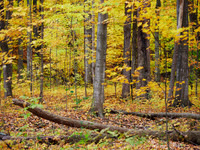 Meadowvale Station Woods Fall 10