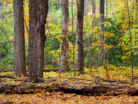 Meadowvale Station Woods Fall 5