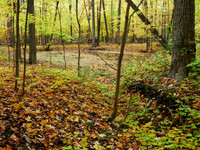 Meadowvale Station Woods Fall 8