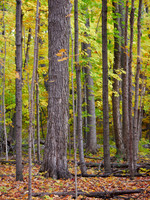 Meadowvale Station Woods Fall 1