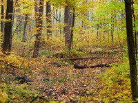 Meadowvale Station Woods Fall 6