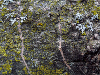 Crustose 6