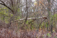 Stripped/Toppled