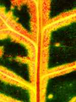Croton 4
