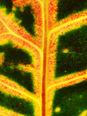 Croton 4