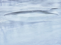 Frozen Credit 10