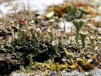Fruticose 1