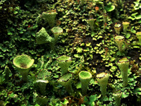 Fruticose 2