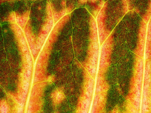 Croton 9