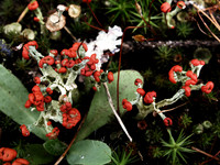 Fruticose 6