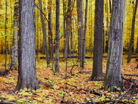 Meadowvale Station Woods Fall 4