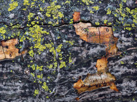 Crustose 3