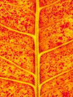 Croton 11