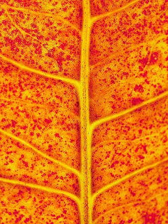 Croton 11