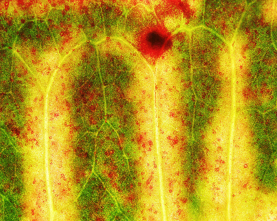 Croton 6