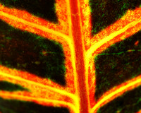 Croton 1