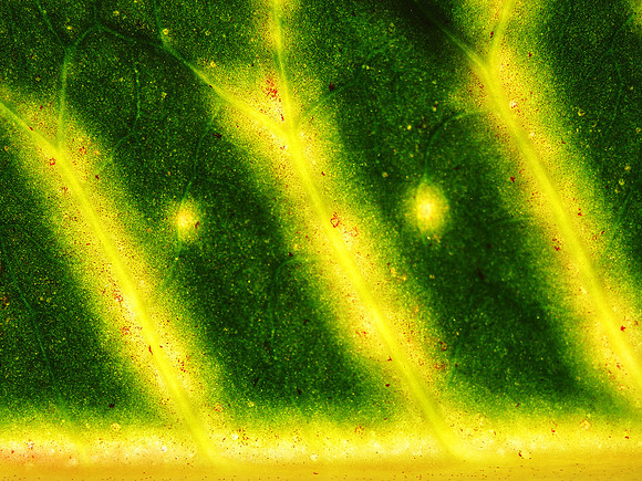 Croton 8