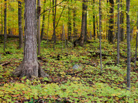 Meadowvale Station Woods Fall 3