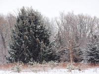 The Middle of Credit Meadows, Winter 10
