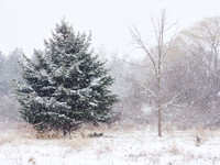 The Middle of Credit Meadows, Winter 1