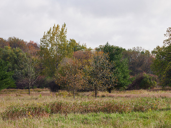 The Middle of Credit Meadows, Autumn 7