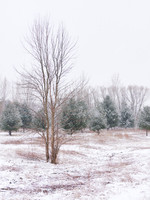 The Middle of Credit Meadows, Winter 5